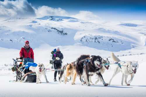 Hundesledetur i snølandskap